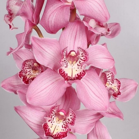 Орхидея (микс)
