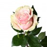 Роза Мондиаль 80 см