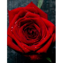 Розы Ред Наоми (RED NAOMI)