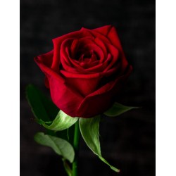 Розы Ред Наоми (RED NAOMI) 80 см